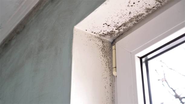 Best Emergency Mold Remediation in Welch, WV