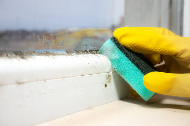 Best White Mold Remediation in Welch, WV