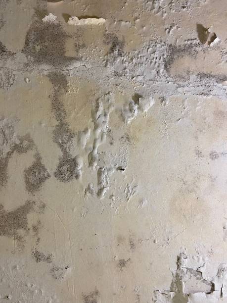 Best Commercial Mold Remediation in Welch, WV