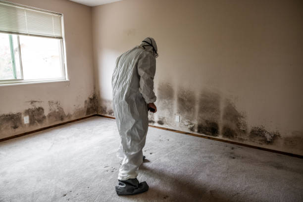Welch, WV Mold Remediation Company