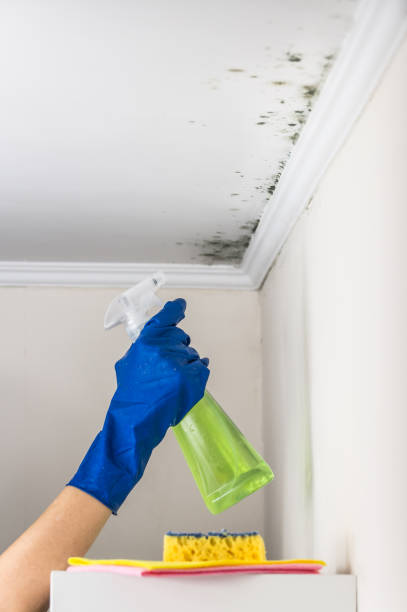 Best DIY Mold Remediation Support Services in Welch, WV